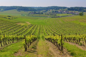 vineyards